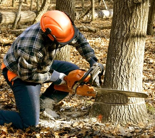 Tree Removal in Woodbridge, CT